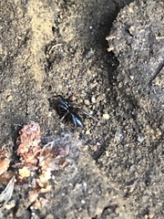Phrurolithidae
