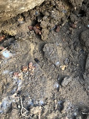 Phrurolithidae