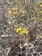 Eriogonum corymbosum