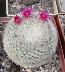 Mammillaria magallanii