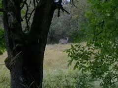 Odocoileus virginianus leucurus
