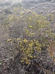 Eriogonum corymbosum