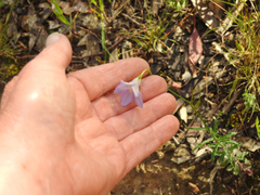 Wahlenbergia stricta