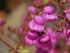 Calceolaria purpurea