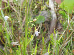 Wahlenbergia stricta