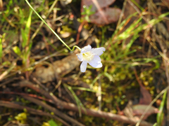 Wahlenbergia stricta