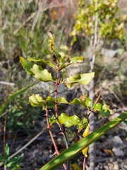 Zanthoxylum hirsutum