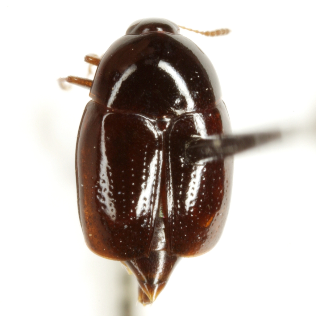 Cyparium ater
