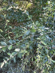Ligustrum
