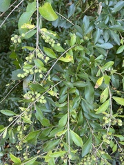 Ligustrum