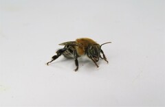 Melipona scutellaris