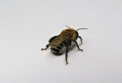 Melipona scutellaris