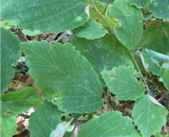 Phyllosticta hamamelidis