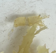 Hippolyte coerulescens