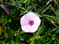 Convolvulus althaeoides
