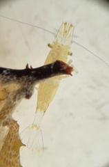 Hippolyte coerulescens