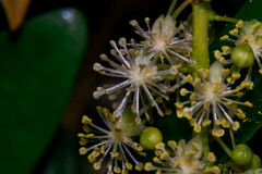 Codiaeum variegatum