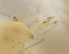 Hippolyte coerulescens