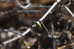 Diabrotica undecimpunctata