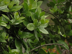 Citronella mucronata