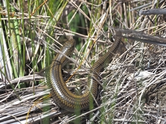 Lissolepis coventryi