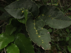 Citronella mucronata