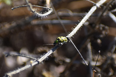 Diabrotica undecimpunctata