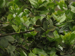 Citronella mucronata