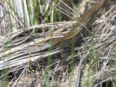 Lissolepis coventryi