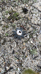 Astraeus hygrometricus