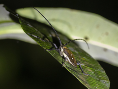 Batocera laena