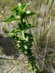 Gomphocarpus cancellatus