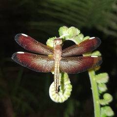 Neurothemis