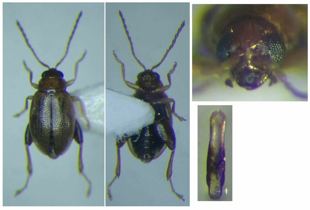 Longitarsus scutellaris