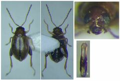 Longitarsus scutellaris