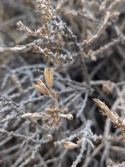 Tetradymia glabrata