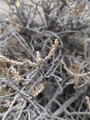 Tetradymia glabrata
