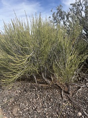 Ephedra viridis