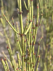 Ephedra viridis