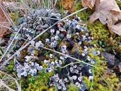 Peltigera rufescens