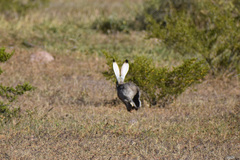 Lepus californicus