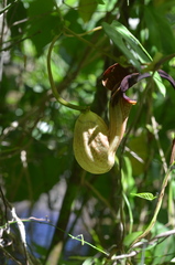 Aristolochia macroura