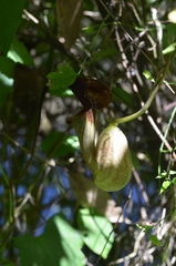 Aristolochia macroura