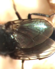 Chrysomyinae