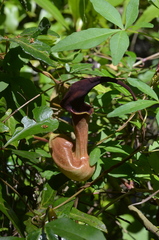 Aristolochia macroura