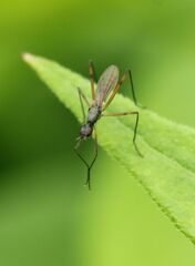 Micropeza corrigiolata