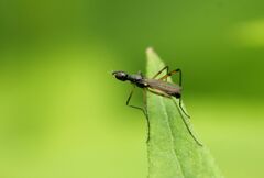 Micropeza corrigiolata