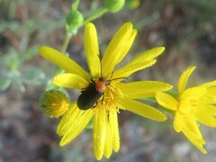 Nemognatha nemorensis