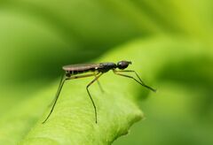 Micropeza corrigiolata