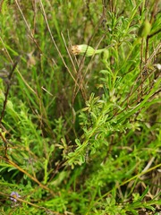 Vittadinia gracilis